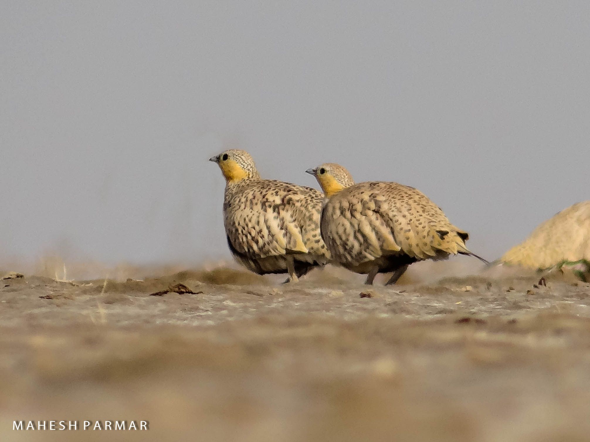 Spotted Sandgrouse